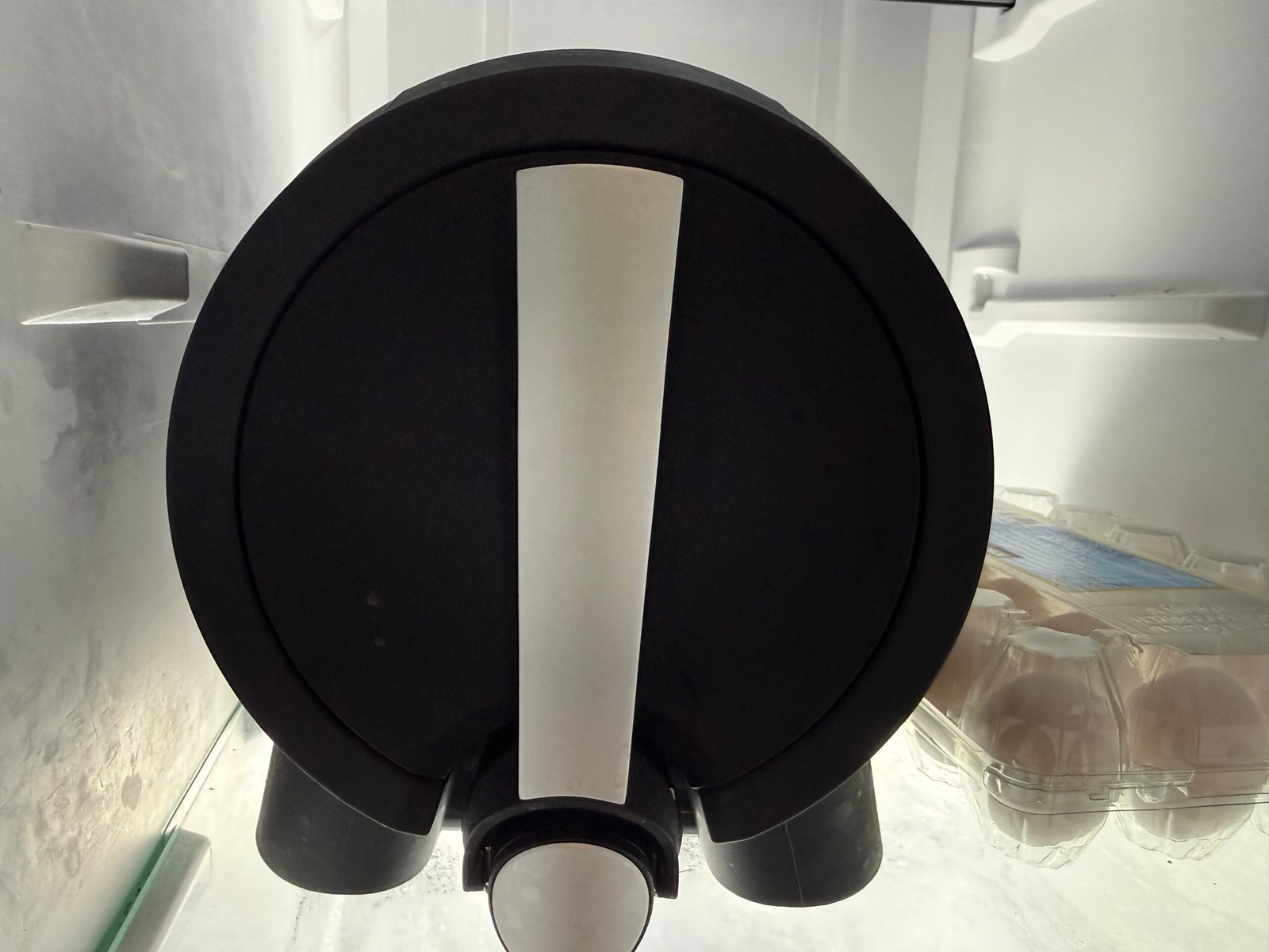 Pinter chilling in fridge