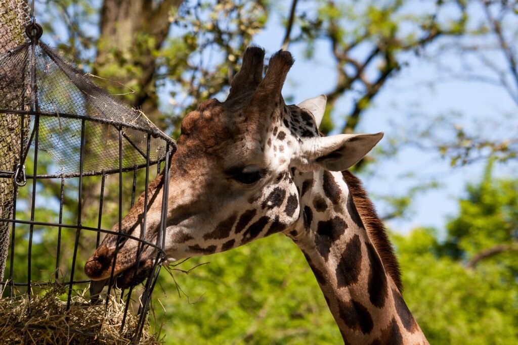 houston zoo giraffe feeding kids